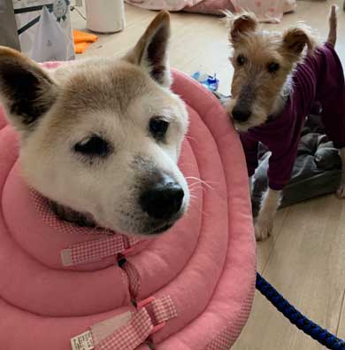 犬 パンじゃなきゃダメ クッション 散歩 小次郎 保護犬 LuckyStar