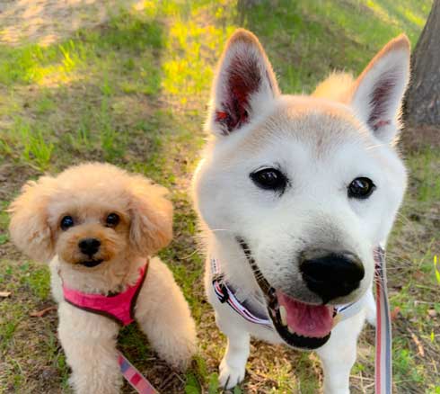 犬 パンじゃなきゃダメ クッション 散歩 小次郎 保護犬 LuckyStar