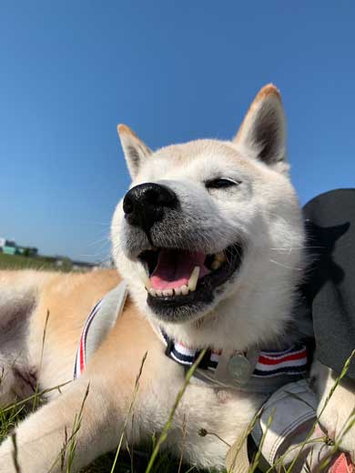 犬 パンじゃなきゃダメ クッション 散歩 小次郎 保護犬 LuckyStar