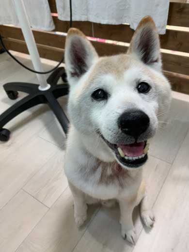 犬 パンじゃなきゃダメ クッション 散歩 小次郎 保護犬 LuckyStar