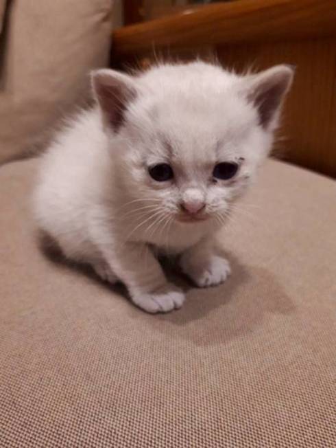 壁から子ネコ ミルクちゃん