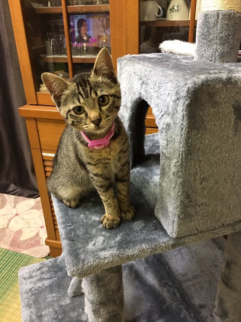 壁から子ネコ ミルクちゃん