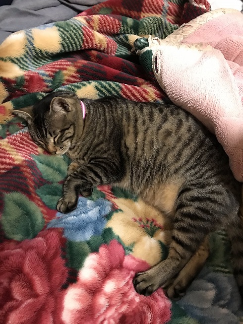 壁から子ネコ ミルクちゃん