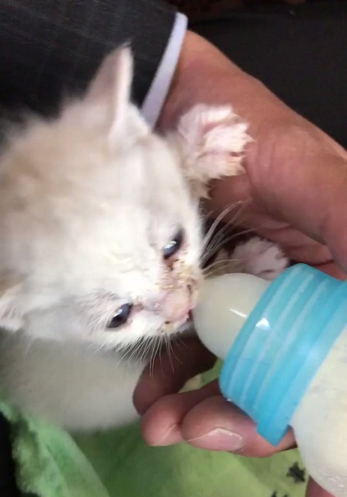 壁から子ネコ ミルクちゃん