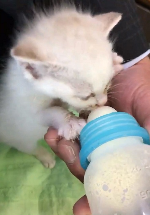 壁から子ネコ ミルクちゃん