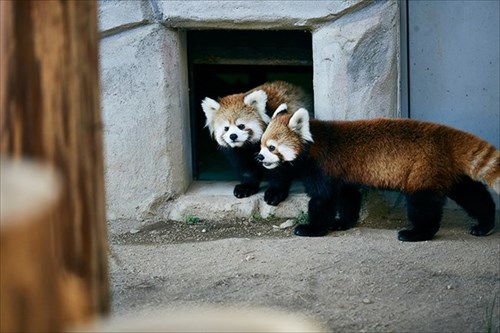 日本一癒されるサイト