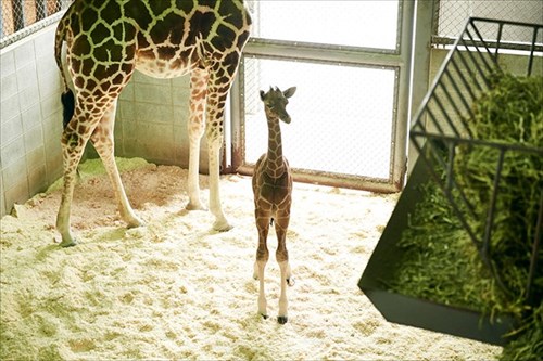 日本一癒されるサイト