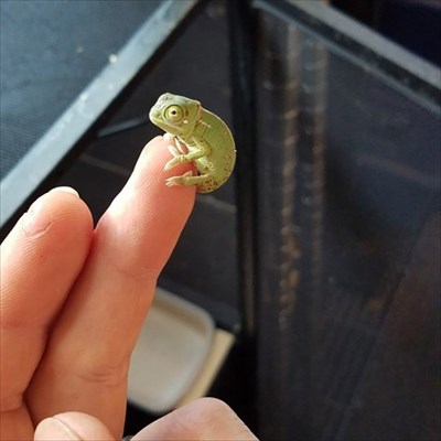 日本一癒されるサイト