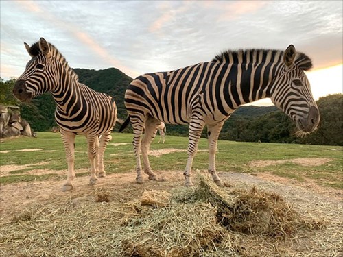 日本一癒されるサイト