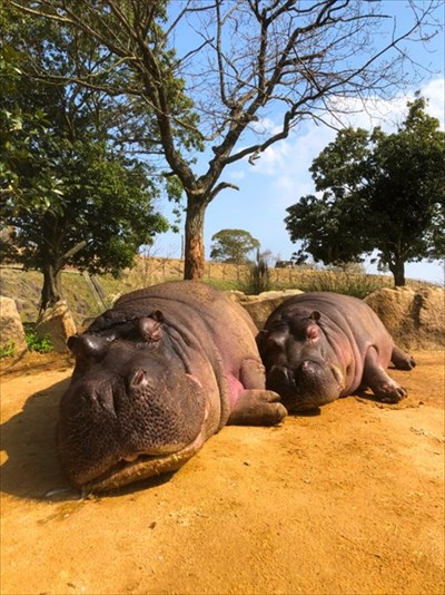 日本一癒されるサイト