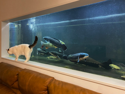 2400水槽をきれいに