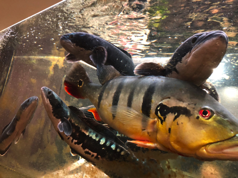 2400水槽をきれいに