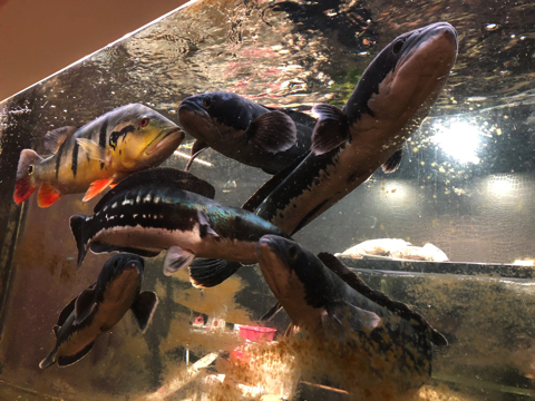 2400水槽をきれいに