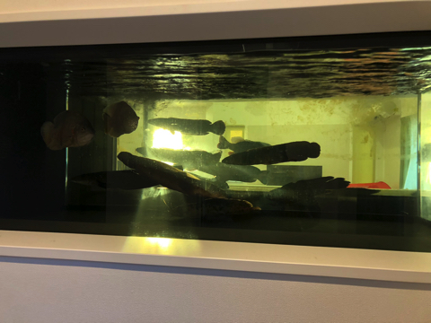 2400水槽をきれいに