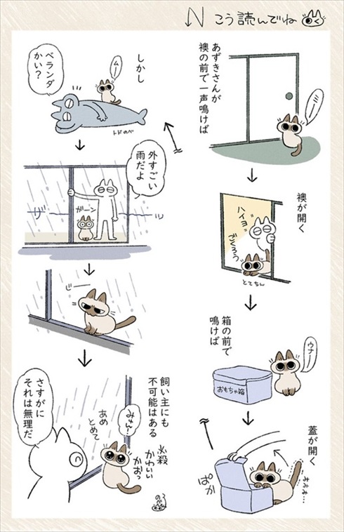 猫のあずきさん