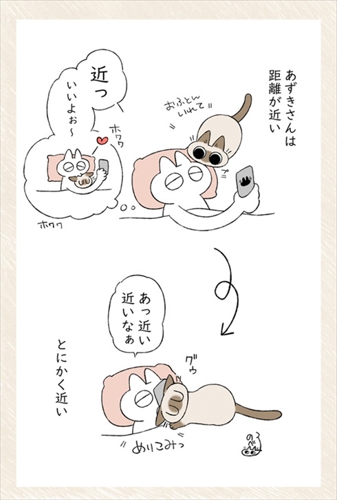 猫のあずきさん