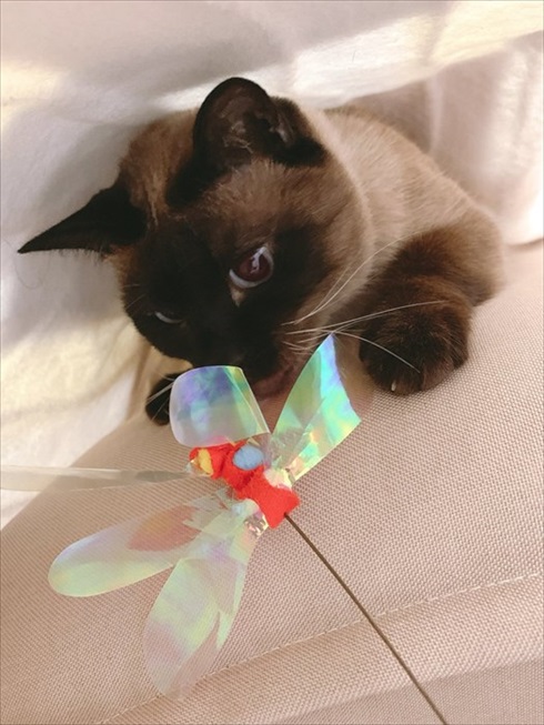 猫のあずきさん