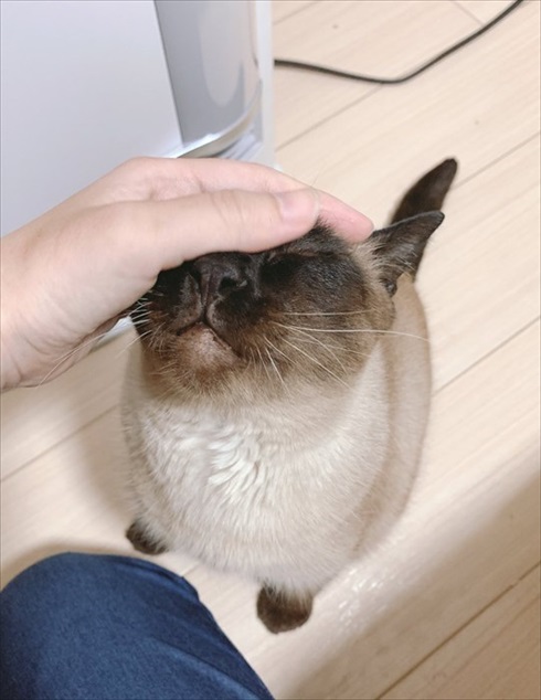 猫のあずきさん