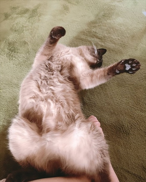 猫のあずきさん