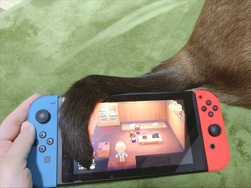 猫のあずきさん