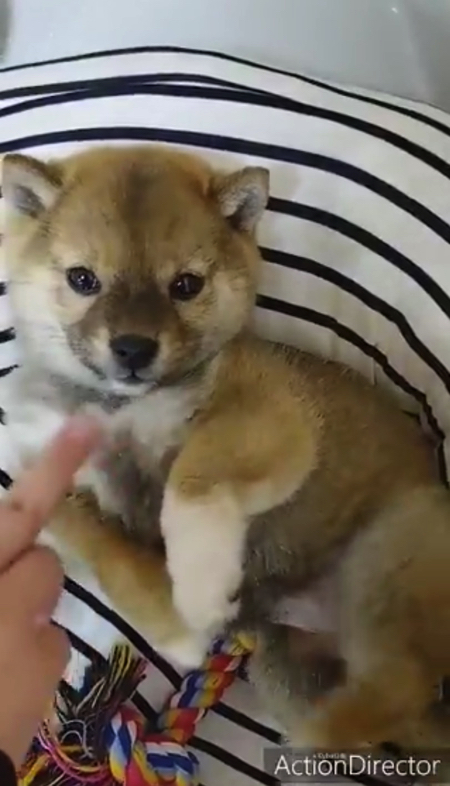 脚をパタパタさせる柴犬の子犬
