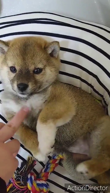 脚をパタパタさせる柴犬の子犬