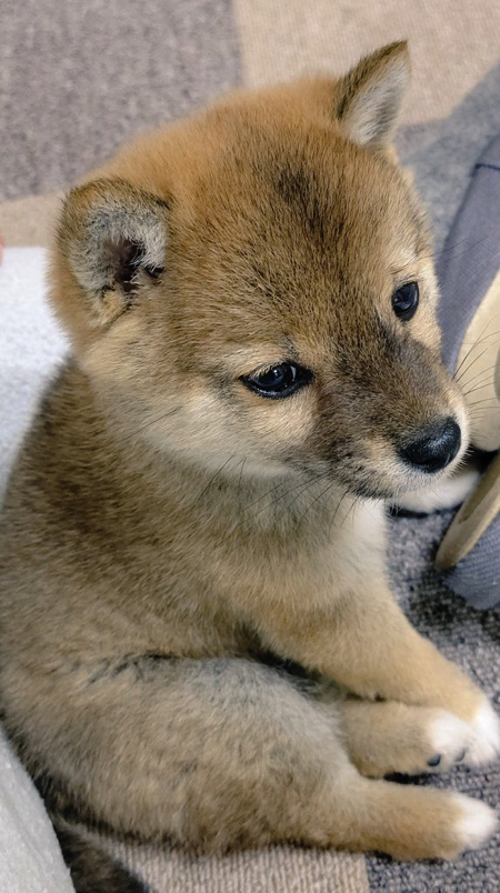 脚をパタパタさせる柴犬の子犬