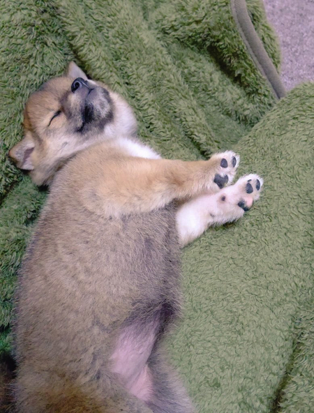 脚をパタパタさせる柴犬の子犬