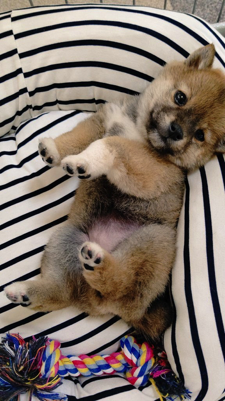 脚をパタパタさせる柴犬の子犬