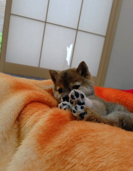 脚をパタパタさせる柴犬の子犬