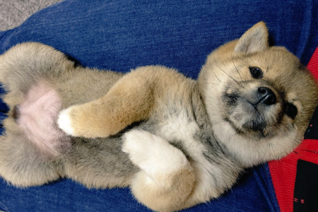 脚をパタパタさせる柴犬の子犬