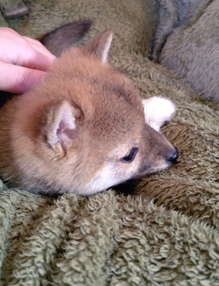脚をパタパタさせる柴犬の子犬