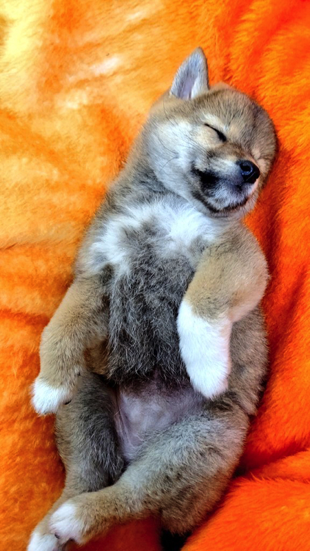 脚をパタパタさせる柴犬の子犬