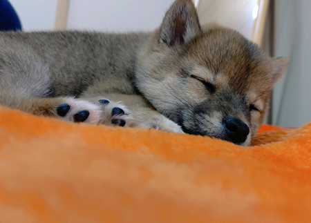 脚をパタパタさせる柴犬の子犬