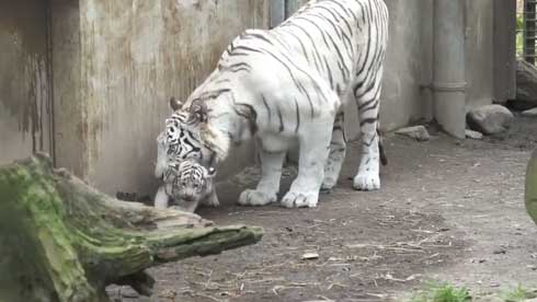 ホワイトタイガー 伊豆アニマルキングダム アール グレイ