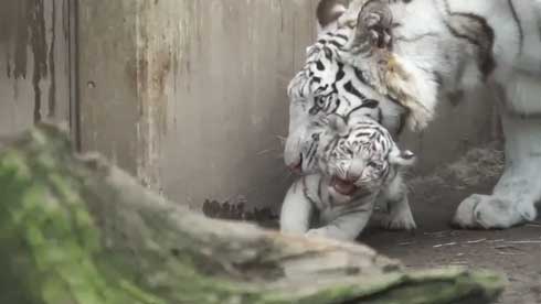 ホワイトタイガー 伊豆アニマルキングダム アール グレイ