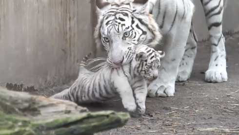 ホワイトタイガー 伊豆アニマルキングダム アール グレイ