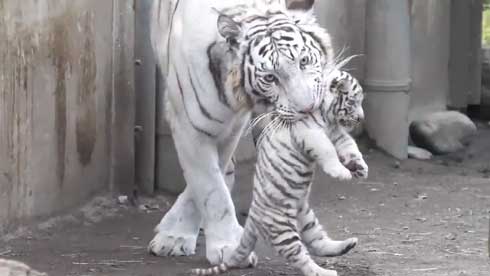 ホワイトタイガー 伊豆アニマルキングダム アール グレイ