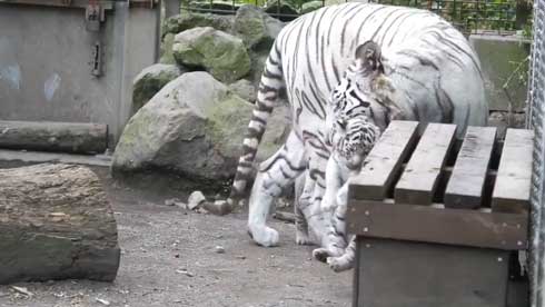 ホワイトタイガー 伊豆アニマルキングダム アール グレイ