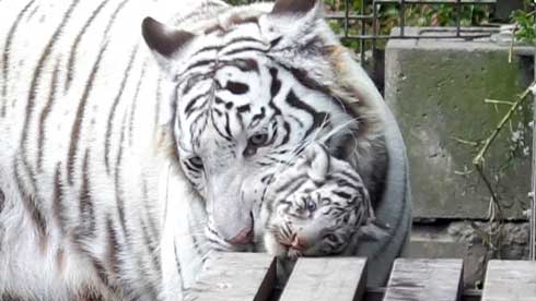 ホワイトタイガー 伊豆アニマルキングダム アール グレイ