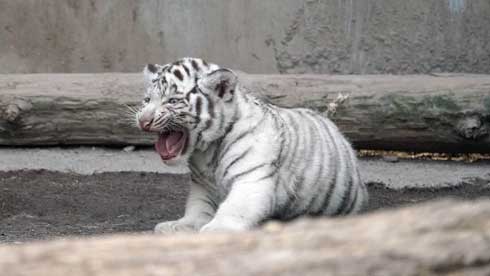 ホワイトタイガー 伊豆アニマルキングダム アール グレイ