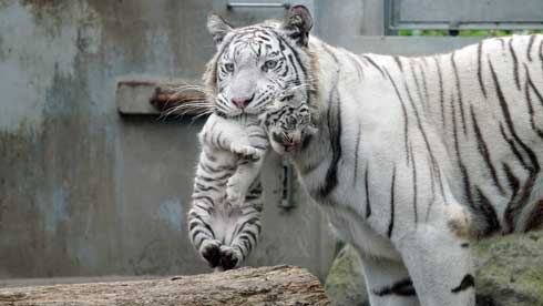 ホワイトタイガー 伊豆アニマルキングダム アール グレイ