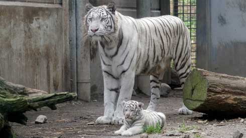 ホワイトタイガー 伊豆アニマルキングダム アール グレイ