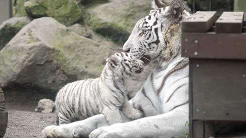 ホワイトタイガー 伊豆アニマルキングダム アール グレイ