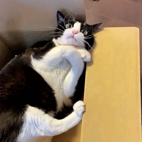 ハチワレもふもふにゃんこ