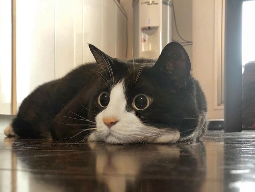 ハチワレもふもふにゃんこ