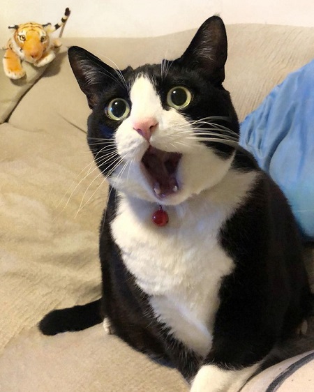 ハチワレもふもふにゃんこ