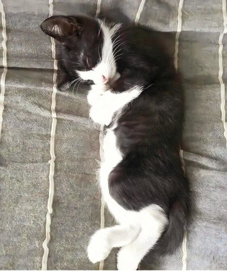 ハチワレもふもふにゃんこ