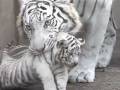 母親にくわえられるホワイトタイガーの子ども　「いやだよー！」→完全に無気力になる瞬間がかわいい