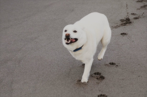 北海道犬ウパシ君